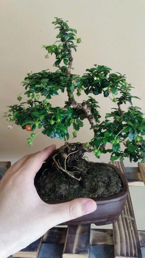 八闽大地，福建文化交融的瑰宝